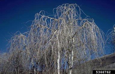 mechanical (  ) on quaking aspen (Populus tremuloides ) - 5366762