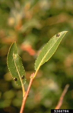 tar spot (Rhytisma salicinum ) on willow (Salix spp. ) - 5366784