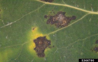 Marssonina blight of poplar (Marssonina populi ) on quaking aspen (Populus tremuloides ) - 5366790