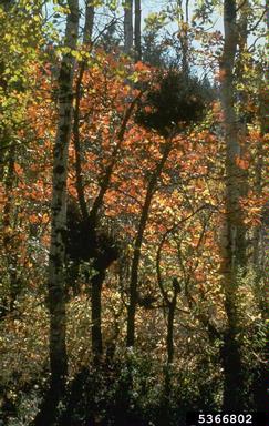 leaf mold (Articularia quercina ) on Gambel oak (Quercus gambelii ) - 5366802