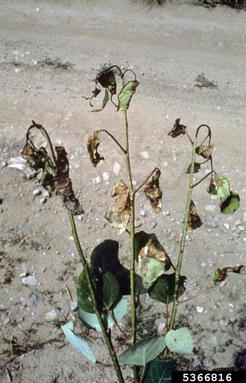 shepherd's crook leaf and shoot blight (Venturia tremulae ) on quaking aspen (Populus tremuloides ) - 5366816