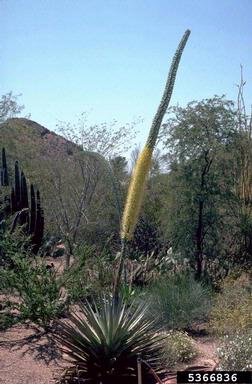 pricklypear/cholla, Opuntia spp.  (Caryophyllales: Cactaceae) - 5366836