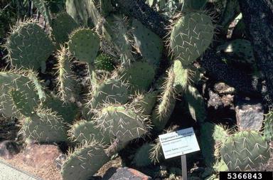 pricklypear cactus, Opuntia macrorhiza  (Caryophyllales: Cactaceae) - 5366843