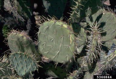 pricklypear cactus, Opuntia macrorhiza  (Caryophyllales: Cactaceae) - 5366844