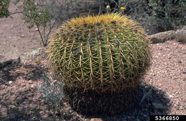 barrel cactus, Ferocactus spp.  (Caryophyllales: Cactaceae) - 5366850