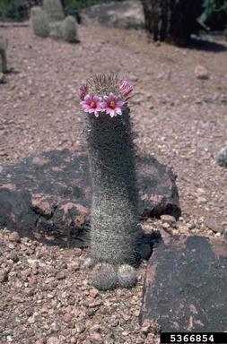 pricklypear/cholla, Opuntia spp.  (Caryophyllales: Cactaceae) - 5366854
