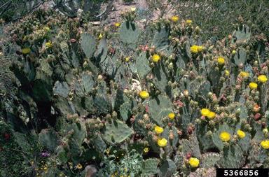 pricklypear/cholla, Opuntia spp.  (Caryophyllales: Cactaceae) - 5366856