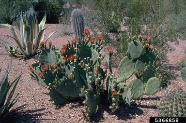 pricklypear/cholla, Opuntia spp.  (Caryophyllales: Cactaceae) - 5366858