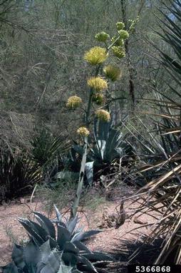 agave, Agave spp.  (Liliales: Agavaceae) - 5366868
