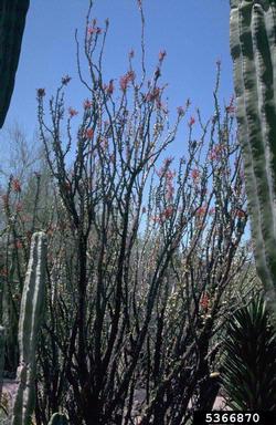 tabardillo, Calliandra californica  (Fabales: Fabaceae (Leguminosae)) - 5366870