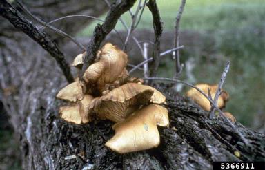 oyster mushroom (Pleurotus ostreatus ) on willow (Salix spp. ) - 5366911