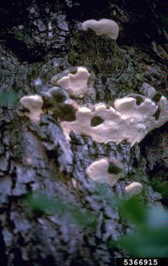 wood decay and heart rots of hardwoods (Fomes spp. ) on green ash (Fraxinus pennsylvanica ) - 5366915
