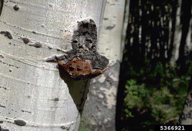 white heartwood rot (Phellinus tremulae ) on quaking aspen (Populus tremuloides ) - 5366921