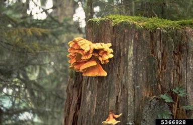 sulfur shelf, Laetiporus sulphureus  (Polyporales: Polyporaceae) - 5366928