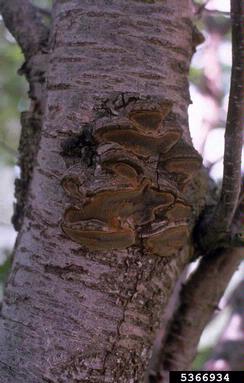 Phellinus heartrots (Phellinus spp. ) on plum/cherry (Prunus spp. ) - 5366934