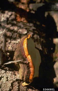 wood decay and heart rots of hardwoods (Fomes spp. ) on Douglas-fir (Pseudotsuga menziesii ) - 5366951