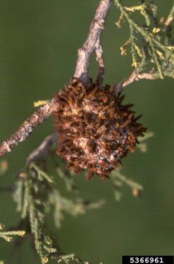 Gynosporanium rusts (Gymnosporangium spp. ) on juniper (Juniperus spp. ) - 5366961