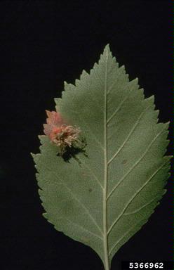 Gynosporanium rusts (Gymnosporangium spp. ) on hawthorn (Crataegus spp. ) - 5366962
