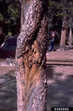 western gall rust (Endocronartium harknessii ) on lodgepole pine (Pinus contorta ) - 5366965