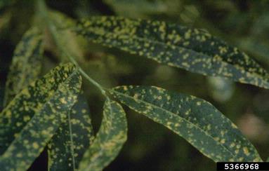 Melampsora rusts (Melampsora spp. ) on willow (Salix spp. ) - 5366968
