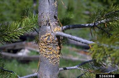 comandra blister rust (Cronartium comandrae ) on pine (Pinus spp. ) - 5366986