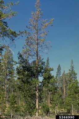 comandra blister rust (Cronartium comandrae ) on lodgepole pine (Pinus contorta ) - 5366990