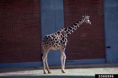 giraffe, Giraffa camelopardalis  (Artiodactyla: Giraffidae) - 5366996
