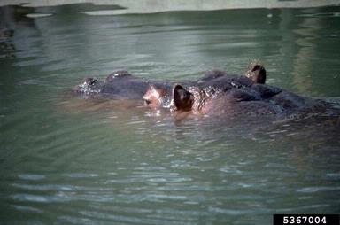 hippopotamus, Hippopotamus amphibius  (Artiodactyla: Hippopotamidae) - 5367004