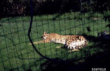 cheetah, Acinonyx jubatus  (Carnivora: Felidae) - 5367010