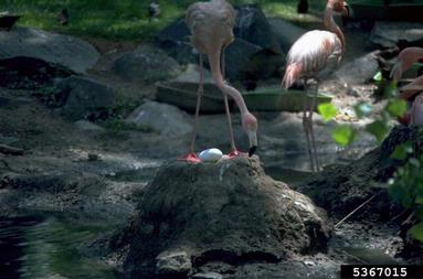 flamingo, Phoenicopterus spp.  (Ciconiiformes: Phoenicopteridae) - 5367015