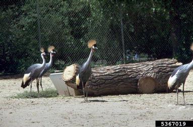 grey crowned crane, Balearica regulorum  (Gruiformes: Gruidae) - 5367019