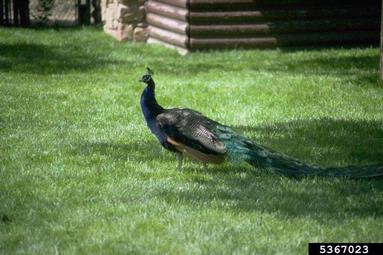 peafowl, Pavo muticus  (Galliformes: Phasianidae) - 5367023