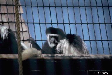 monkey,    (Primates: Cercopithecidae) - 5367025