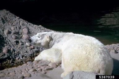 polar bear, Ursus maritimus  (Carnivora: Ursidae) - 5367039