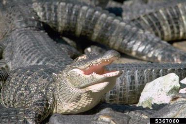 American alligator, Alligator mississippiensis  (Crocodilia: Alligatoridae) - 5367060