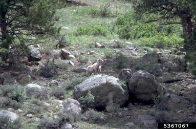bighorn sheep, Ovis canadensis  (Artiodactyla: Bovidae) - 5367067