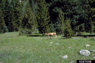 deer,    (Artiodactyla: Cervidae) - 5367068