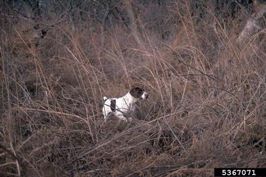 dog (domestic), Canis lupus familiaris (Carnivora: Canidae) - 5367071