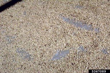 coffee, Coffea spp.  (Rubiales: Rubiaceae) - 5367089
