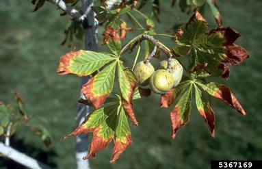 sunscald (  ) on Ohio buckeye (Aesculus glabra ) - 5367169