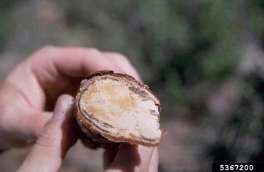 black stain root disease (Ophiostoma wageneri ) on pine (Pinus spp. ) - 5367200