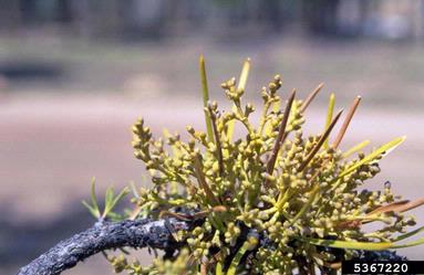 dwarf mistletoes (Arceuthobium spp. ) on lodgepole pine (Pinus contorta ) - 5367220