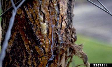 bacterial wetwood (Enterobacter nimipressuralis ) on aspen/poplar (Populus spp. ) - 5367244