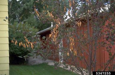 fire blight (Erwinia amylovora ) on crabapple and apple (Malus spp. ) - 5367255