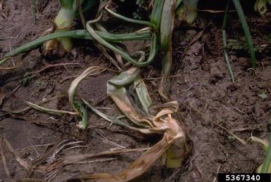 bacterial soft rot (Pectobacterium carotovorum ssp. carotovorum) on garden onion (Allium cepa ) - 5367340