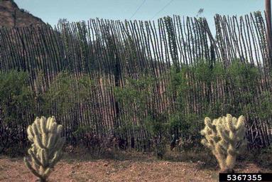 pricklypear/cholla, Opuntia spp.  (Caryophyllales: Cactaceae) - 5367355