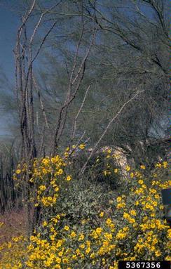pricklypear/cholla, Opuntia spp.  (Caryophyllales: Cactaceae) - 5367356
