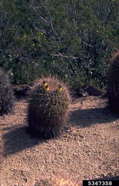 pricklypear/cholla, Opuntia spp.  (Caryophyllales: Cactaceae) - 5367358