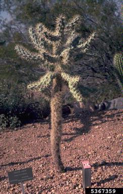 pricklypear/cholla, Opuntia spp.  (Caryophyllales: Cactaceae) - 5367359