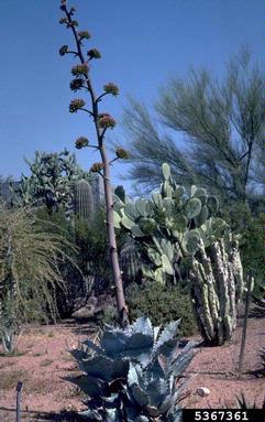 pricklypear/cholla, Opuntia spp.  (Caryophyllales: Cactaceae) - 5367361